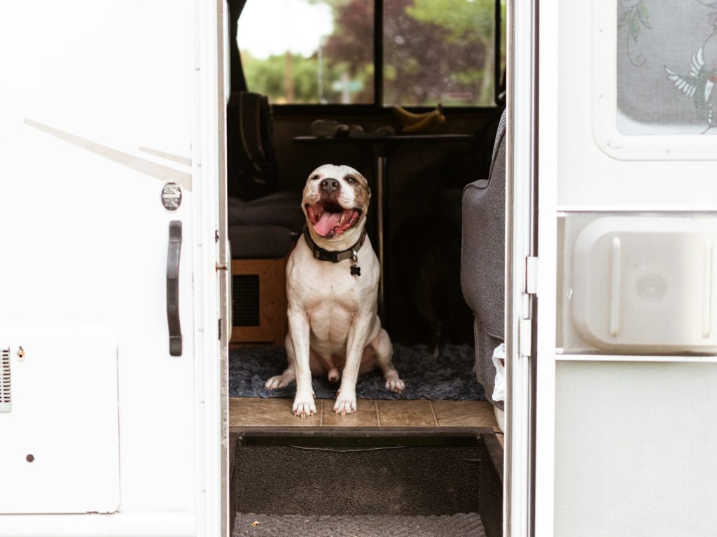 RV with pets