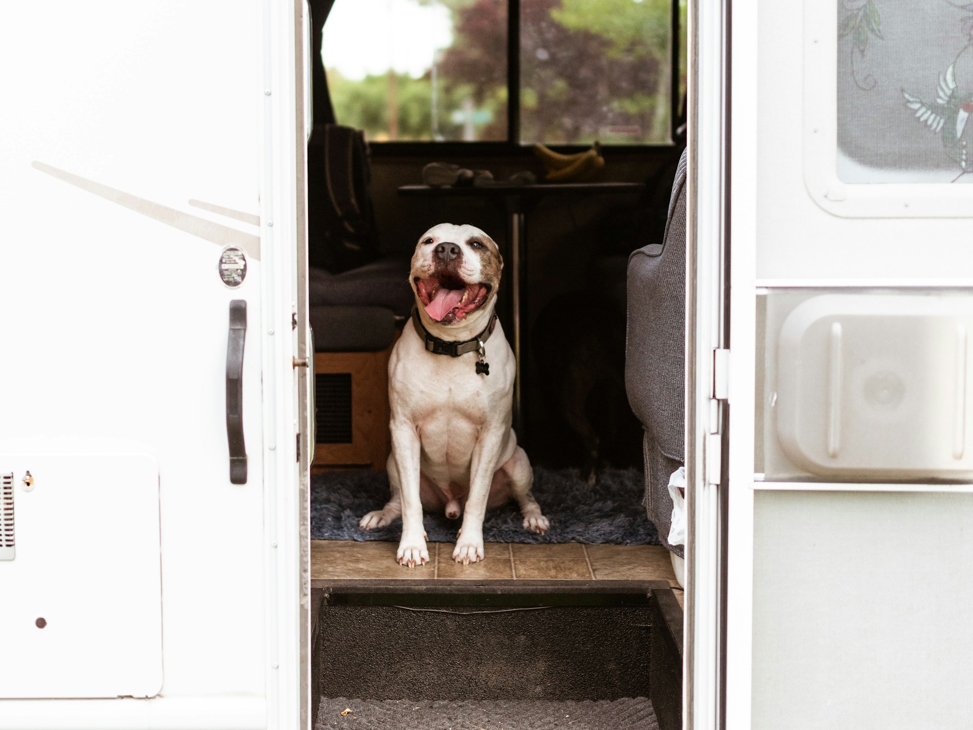 RV with pets